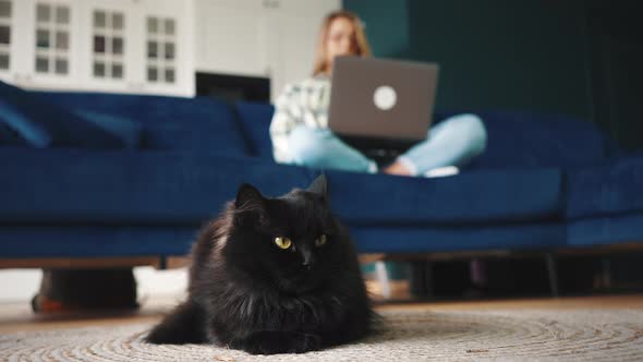 Close Up Portrait of Black Cat Lying on Floor Defocused Woman Working on Laptop and Phone alt