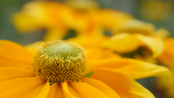 Rudbeckia hirta Irish Spring flower shallow DOF  garden 4K 3840X2160 30fps  UltraHD footage - Many O alt