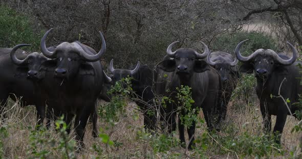 African Buffalo, syncerus caffer, Herd standing in Savannah, Tsavo Park in Kenya, Real Time 4K alt