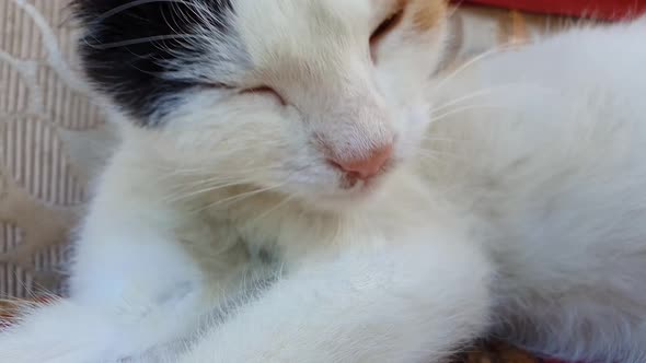 Close up portrait adorable kitten licking her fur as washes and cleans of dirt.