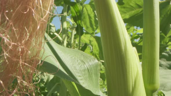 Growing corn close-up on an agricultural field. alt