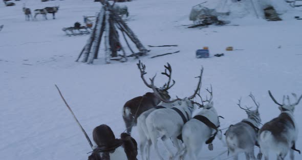 Group of Reindeers Amazing Capturing on a Ride alt