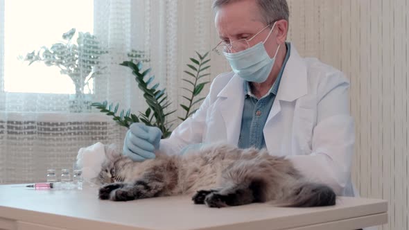 Close Up of Veterinarian Doctor in Medical Gloves Examine Cat Health in Clinic alt