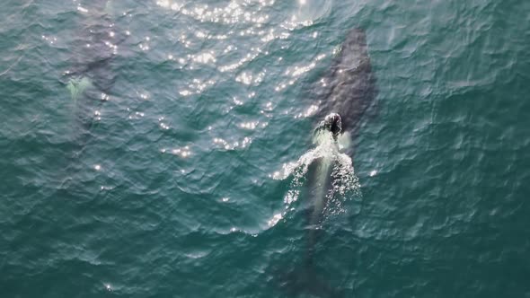 two whales pop up in the middle of the ocean