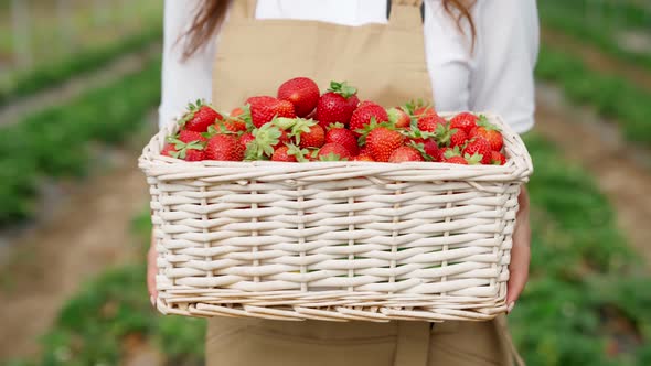 Farmer Holding Fresh Strawberry in Wicker Basket alt