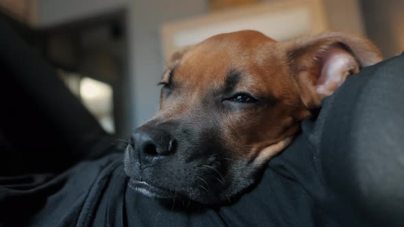 Cute Tired German Boxer Puppy Sleep on Owner in Bedroom Resting alt