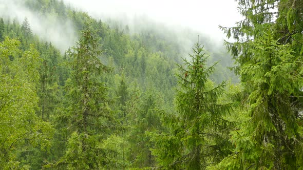 Coniferous Forest in the Mountains