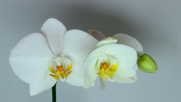 Blooming of White Orchid