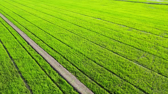 The sapling of the green rice plant. Video of fresh spring rice field alt