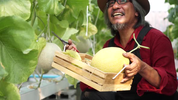 Senior Old Asian Male Farmer Being Happy with Joyful Tears for Melon Inside Melon Garden Field alt