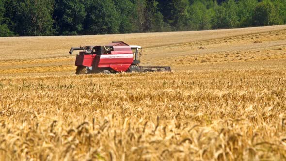 Combine harvester back in wheat field
