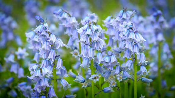 Bule Spanish Bluebell (Hyacinthoides Hispanica) Flowers alt