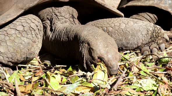 Aldabra Giant Tortoise Eating