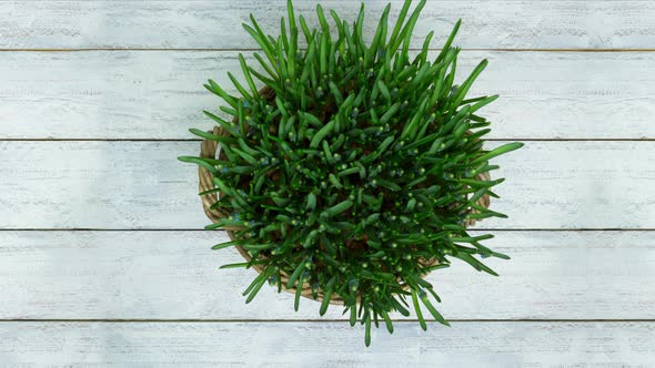 Longer Timelapse Many Tiny Blue Spring Flowers alt