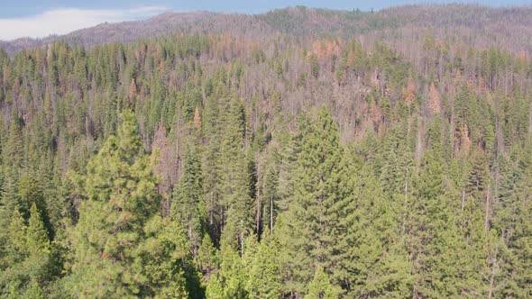 Aerial Drone Shot Descending into a Remote California Forest Valley (Sierra National Forest, CA)
