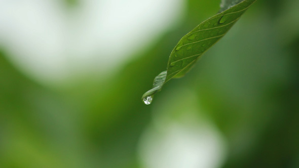 Drops on Leaves 7
