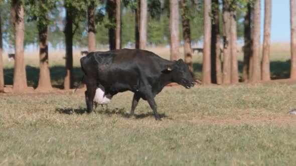 milk cow in the pasture