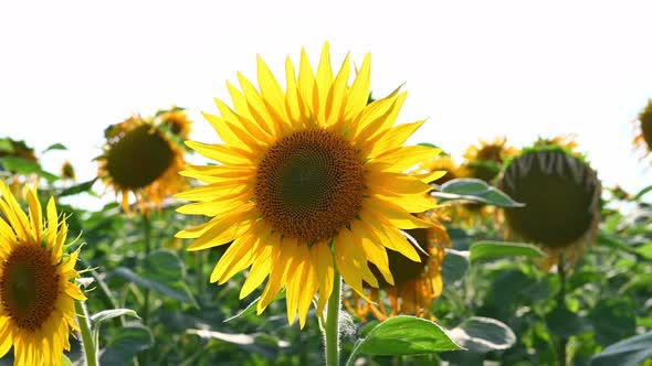 Large ripe sunflowers sway in the wind on a sunny day.