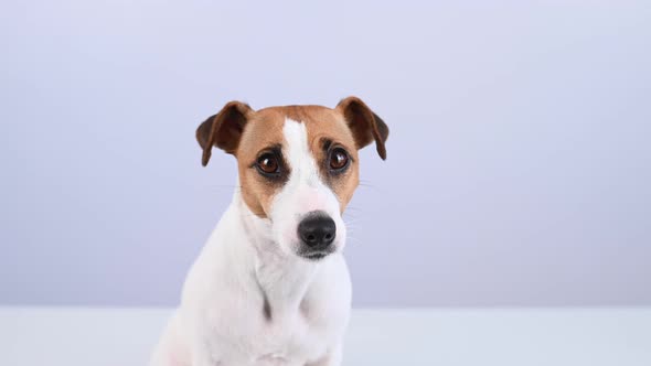 Closeup Portrait of Cute Jack Russell Terrier Dog on White Background alt