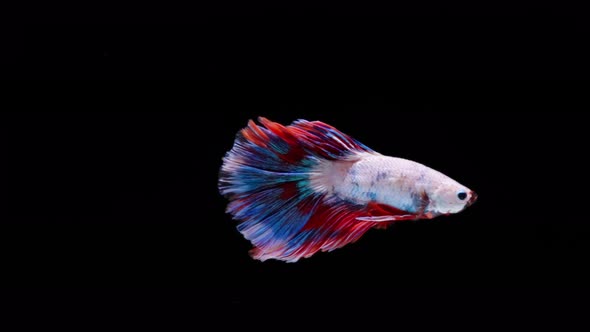 Multi color Siamese fighting fish alt