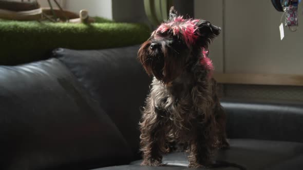 Miniature Schnauzer with Pink Fur alt