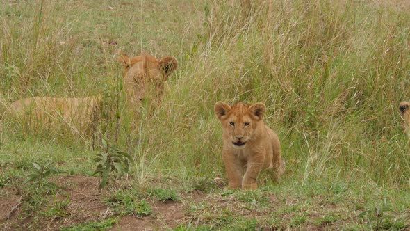 Male Lions on the rocks in Serengeti National Park Tanzania alt