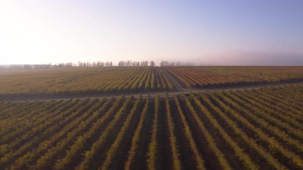 Bordeaux Vineyard in Autumn Under the Frost and Fog, Time Lapse alt