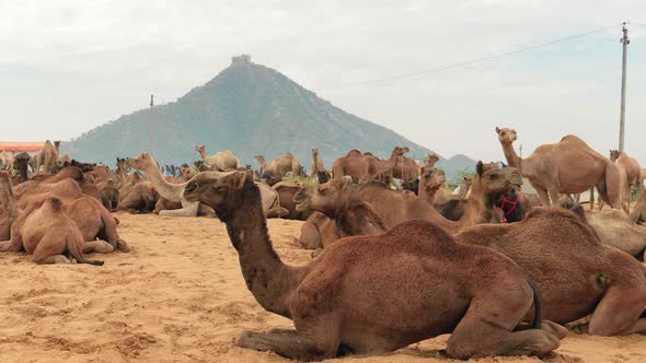 Camels at the Pushkar Fair, Also Called the Pushkar Camel Fair alt