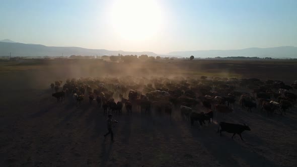 Aerial View Photographer With Herd Of Cows alt