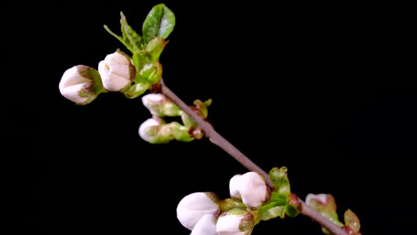 Flowering Fruit Tree Branches. White Flowers of a Cherry on a Black Background. Timelapse. Spring in