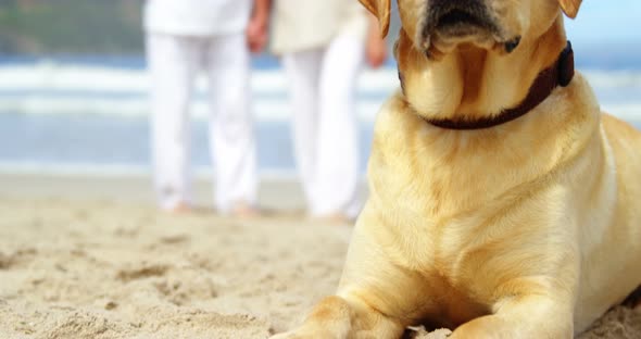 Close-up dog relaxing on beach alt