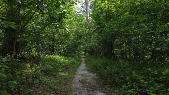 Forest with Trees on a Summer Day Slow Motion alt