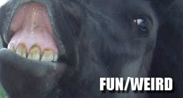 Fun/Weird