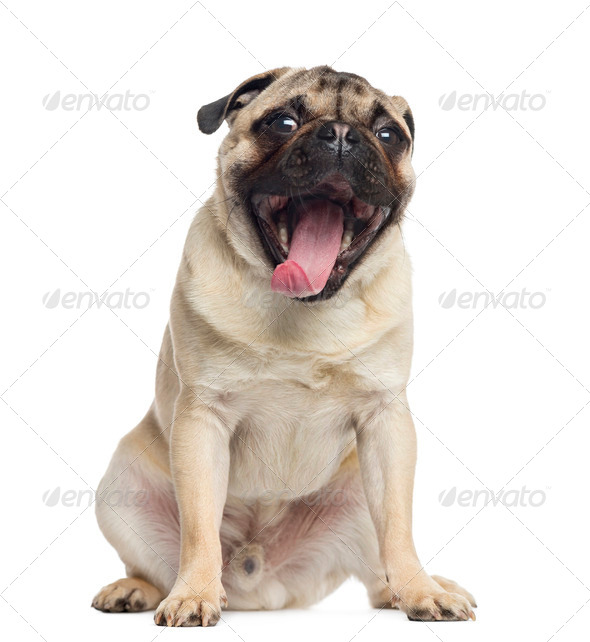 Pug, sitting, yawning, 1 year old, isolated on white - Stock Photo - Images