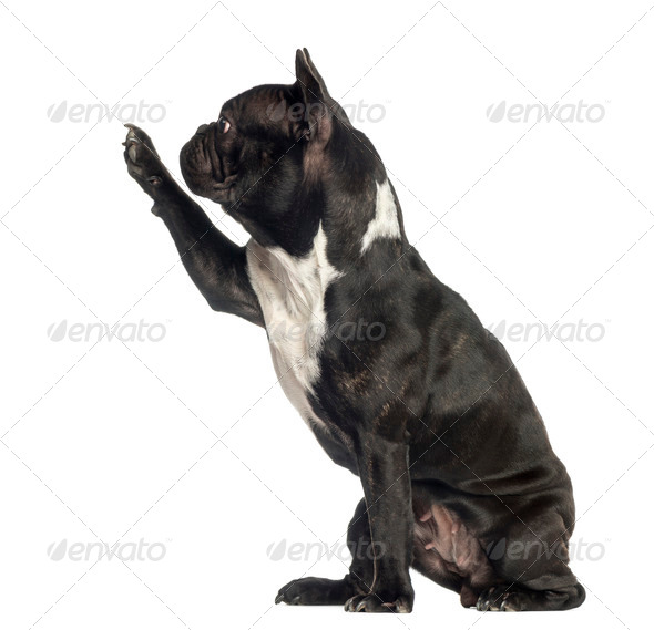 french bulldog pawing up - Stock Photo - Images