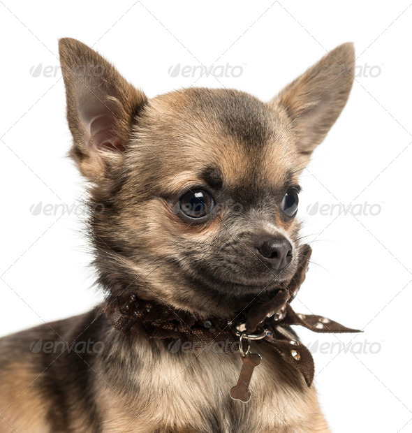 Close-up of a Chihuahua puppy with fancy dog collar, isolated on white