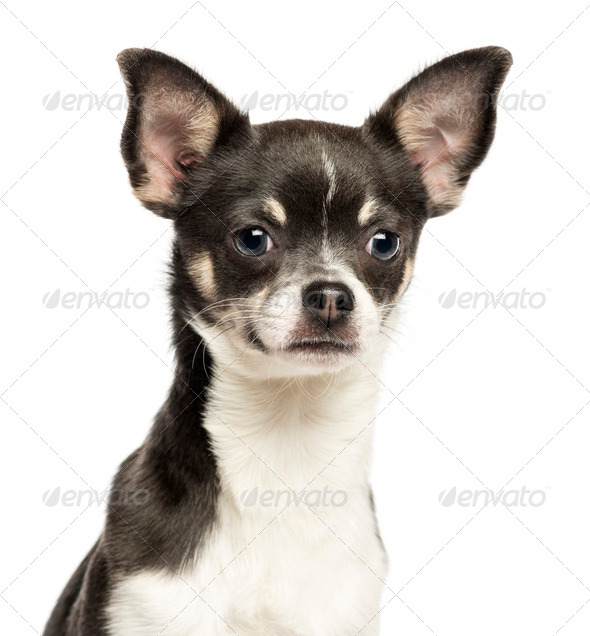 Close-up of a Chihuahua looking at tha camera, 7 months old, isolated on white - Stock Photo - Images
