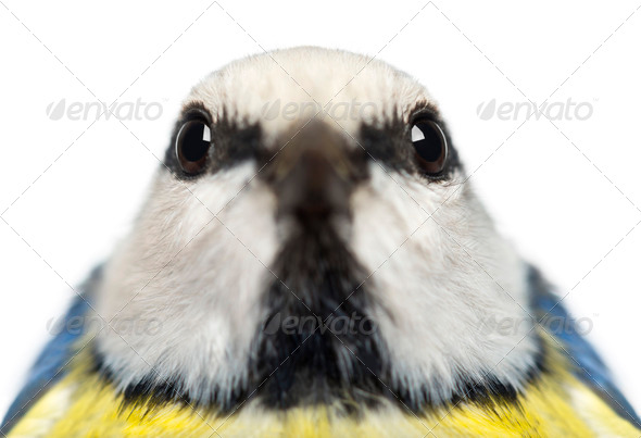 Close-up of a Blue Tit facing, Cyanistes caeruleus, isolated on white - Stock Photo - Images