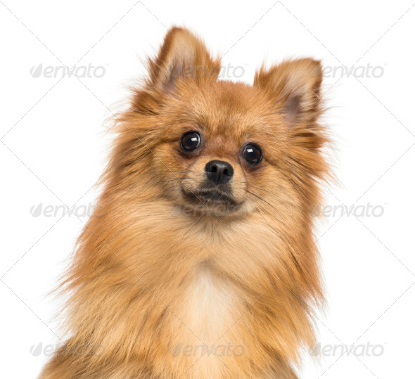Close-up of a German Spitz, 1 year old, isolated on white - Stock Photo - Images