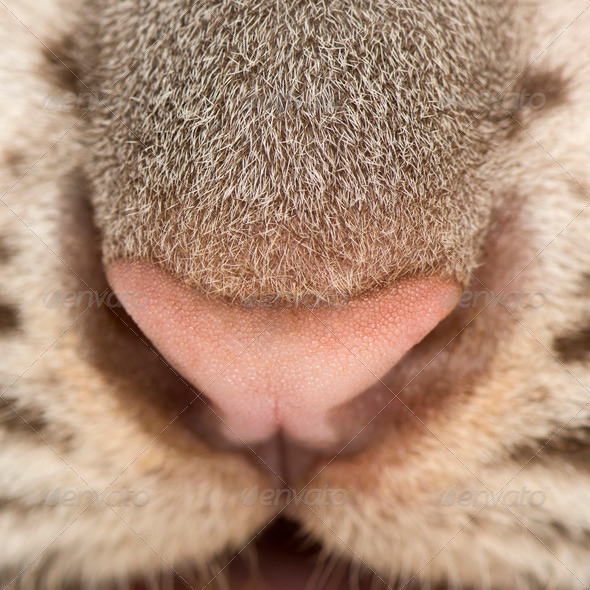 Macro of a White tiger cub muzzle (2 months old) - Stock Photo - Images