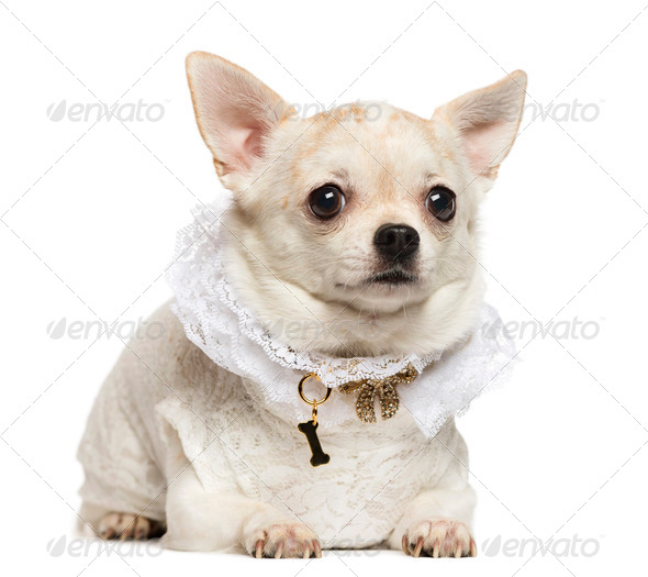 Chihuahua lying, wearing a lace shirt and fancy dog collar, isolated on white