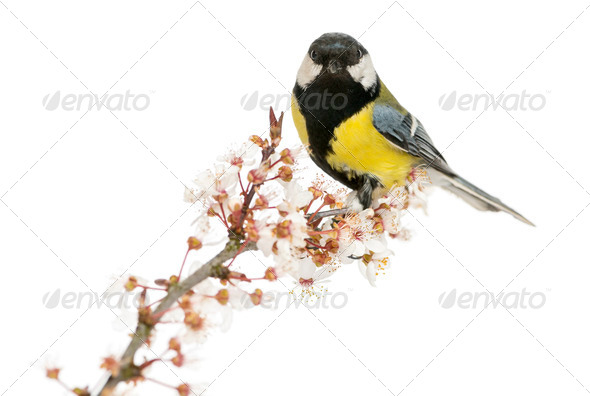 Male great tit perched on a flowering branch, Parus major, isolated on white - Stock Photo - Images