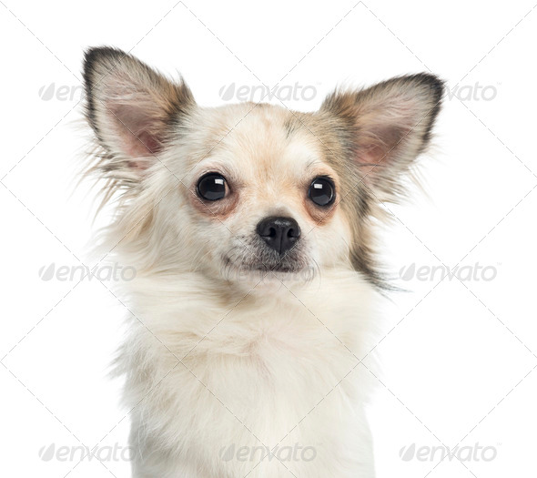 Close-up of a Chihuahua, 1 year old, isolated on white - Stock Photo - Images