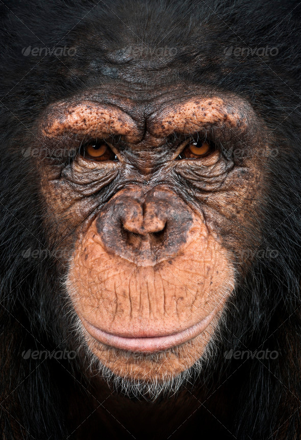 Close-up of a Chimpanzee looking at the camera, Pan troglodytes - Stock Photo - Images