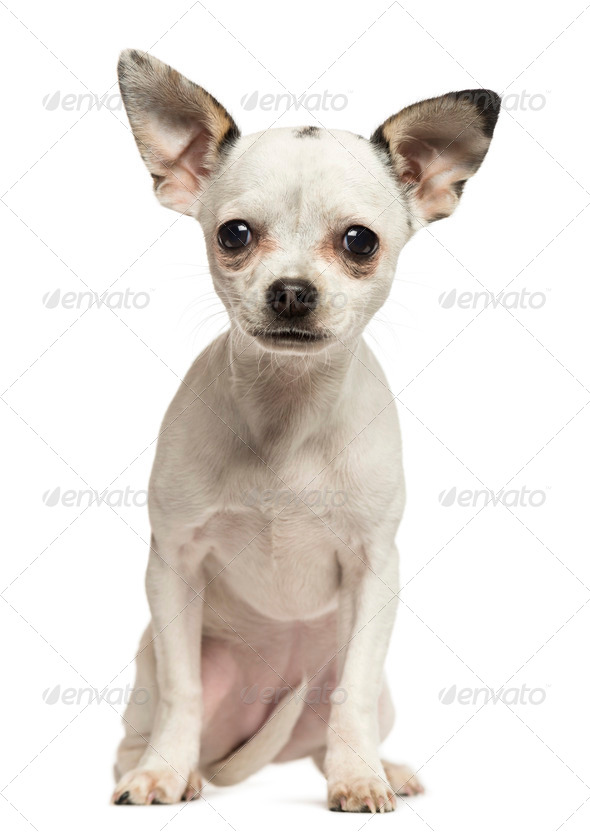 Chihuahua Puppy Sitting, Looking At The Camera, 5 Months Old, Isolated On  White Stock Photo By Lifeonwhite