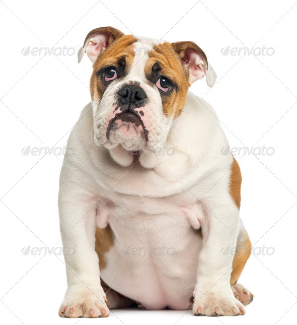 English bulldog deals 4 months