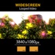 Widescreen Garden Branches Of Colorful Flowers Magic 01 - VideoHive Item for Sale