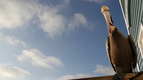 Wild Brown Pelican on Pier California Ocean Beach USA alt