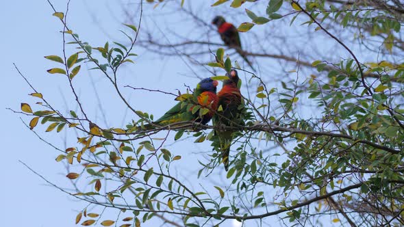 Colorful Rainbow Lorikeet Pair Feeding Each Other, SLOW MOTION alt