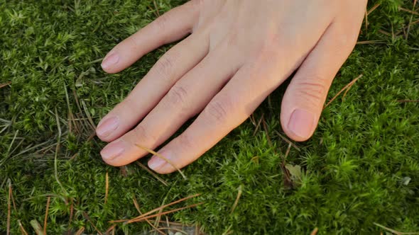 Woman Hand Touching Softly the Moss in the Pine Forest alt